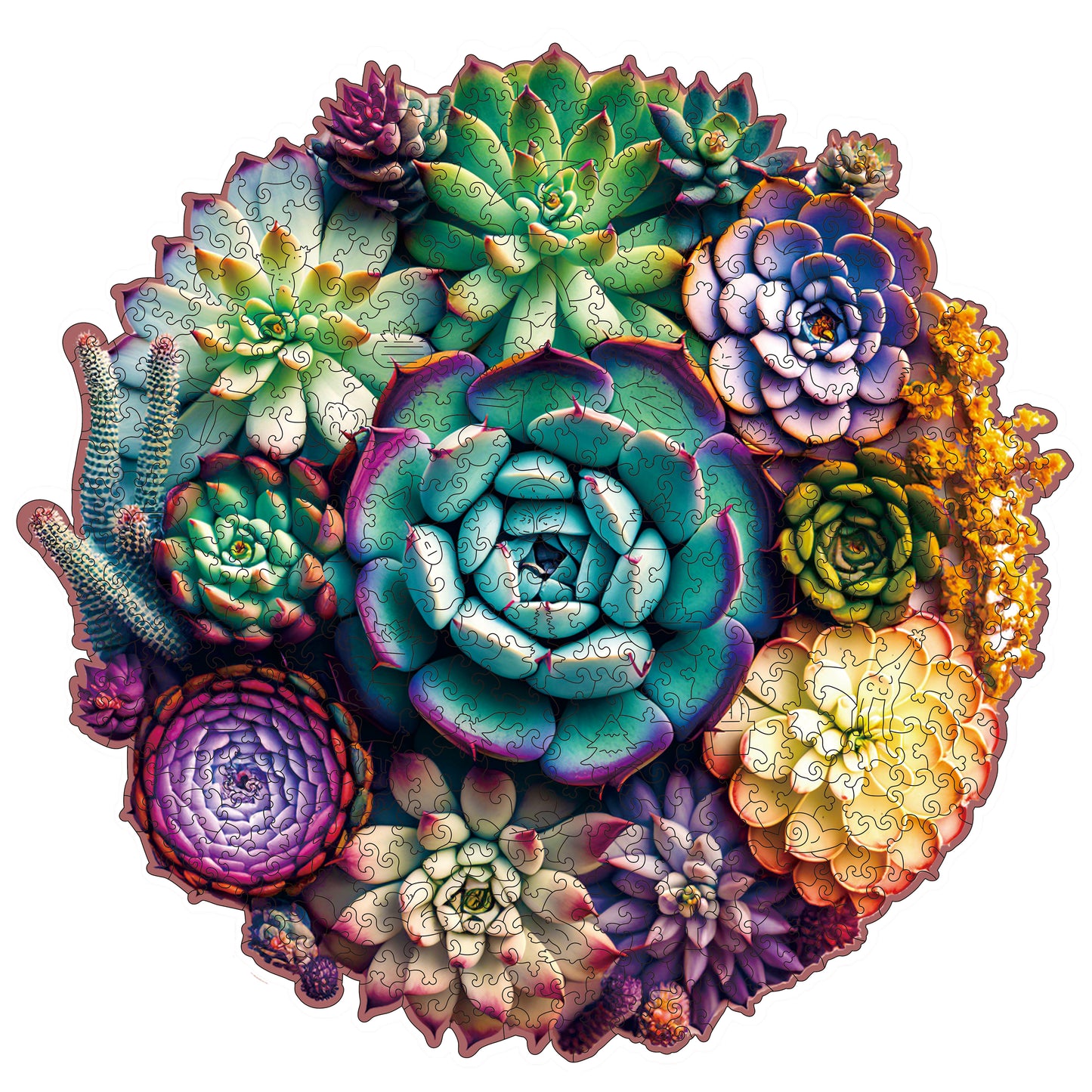 Succulent World