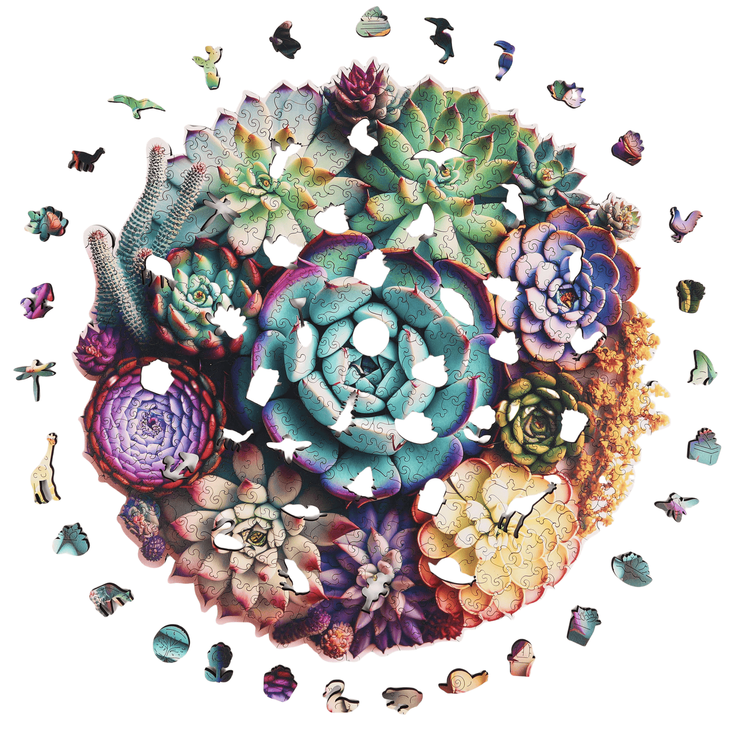 Succulent World