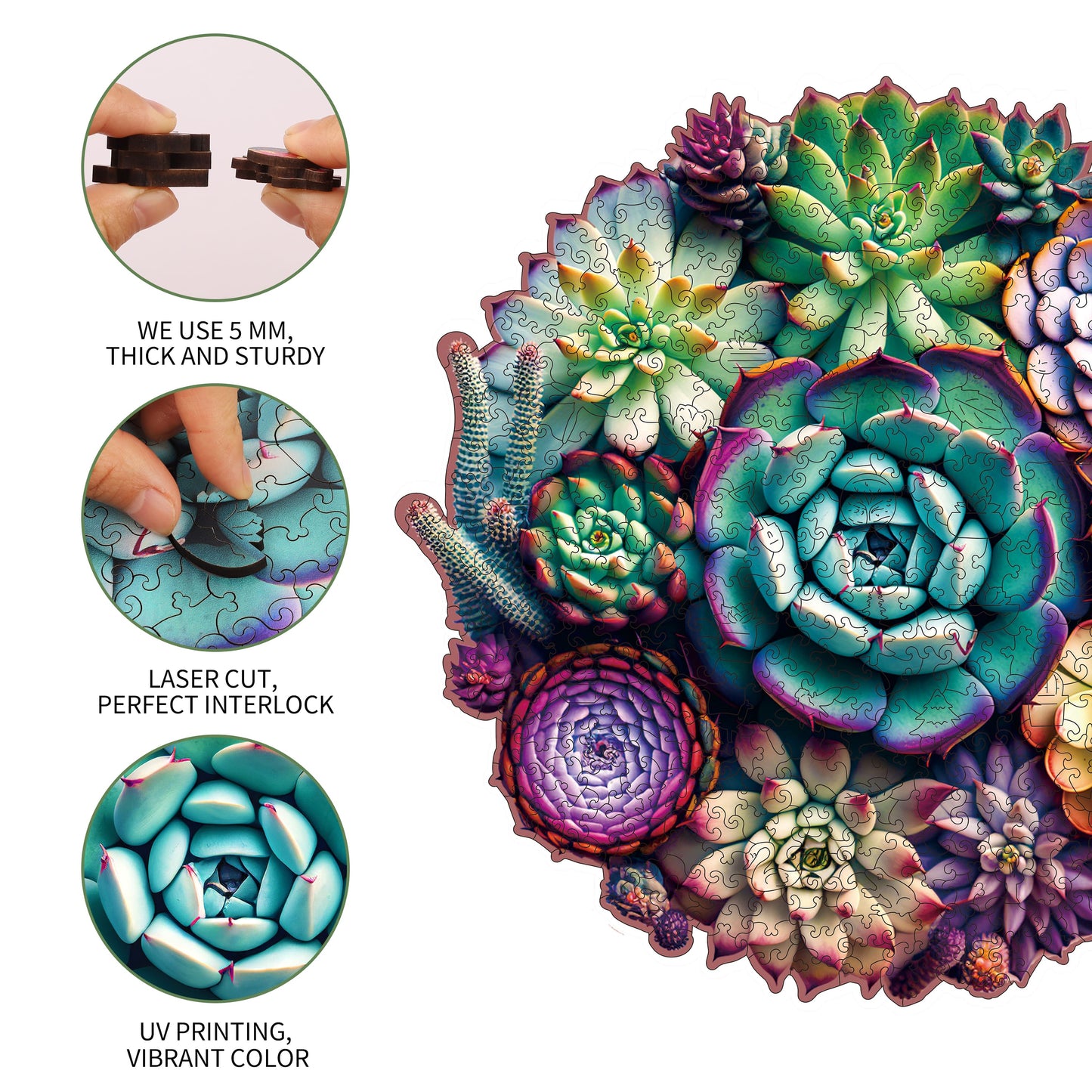 Succulent World